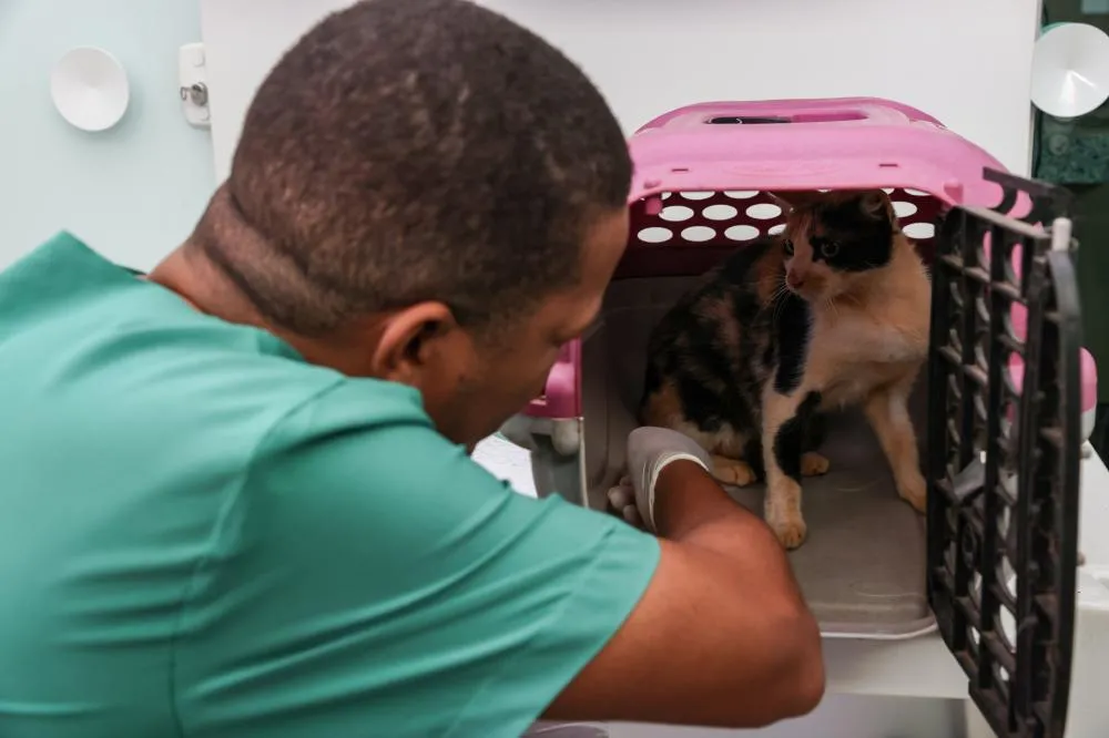 Serão disponibilizadas 200 vagas, distribuídas entre o agendamento via sistema e aquelas destinadas diretamente aos animais sob tutela de ONGs.