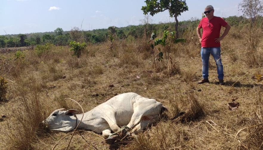 Animais estavam em uma propriedade na zona rural de Pugmil