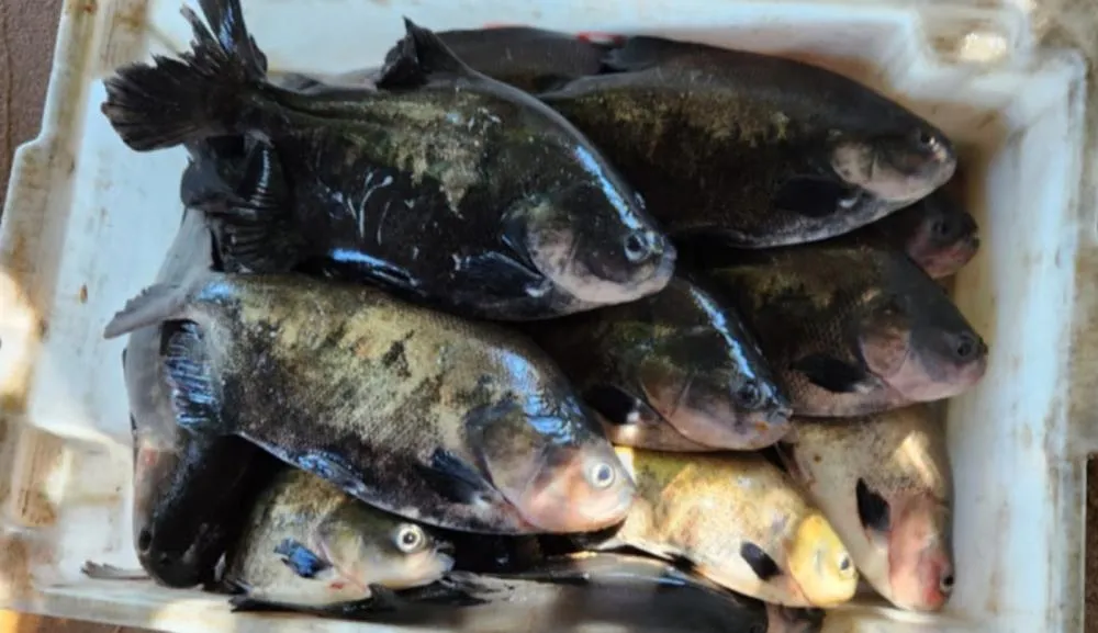 Maioria das pessoas que consomem pescado no sul e sudeste tocantinense buscam supermercados, restaurantes e peixarias.