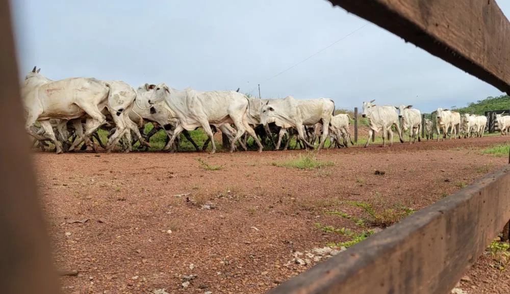 Prática de inseminação artificial tem sido essencial para acelerar a melhoria genética dos rebanhos de corte e leite no Tocantins.