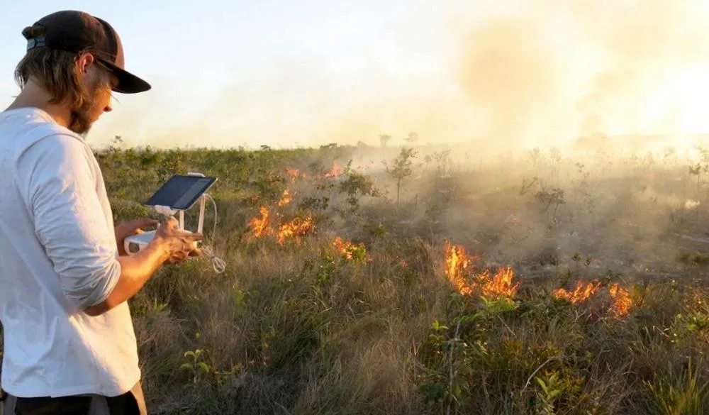 Vista da vegetação do Cerrado, um bioma adaptado ao fogo e essencial para a biodiversidade da região.