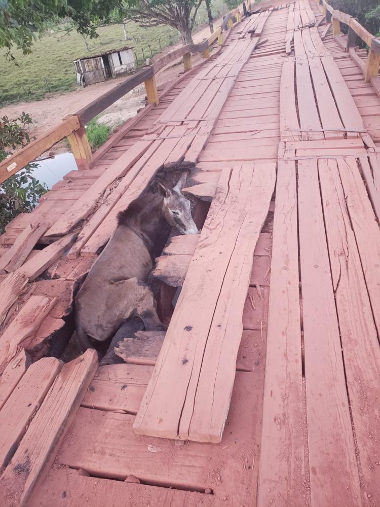 Animal já foi retirado com ajuda de moradores 