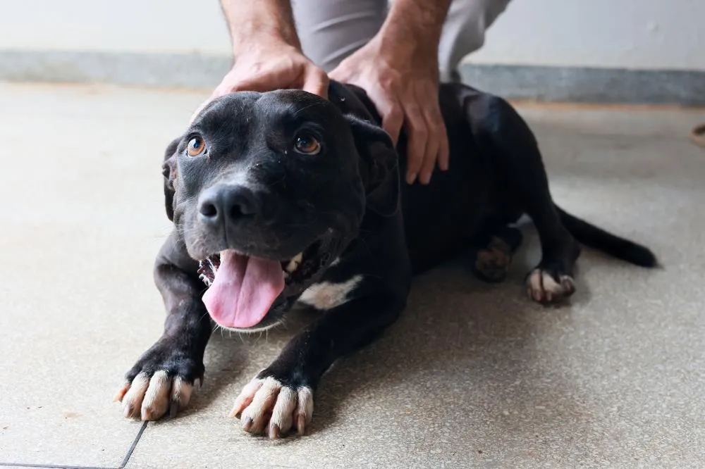 Interessados podem conhecer os cães e obter mais informações entrando em contato pelo Instagram @sebempalmas – Foto: Lia Mara