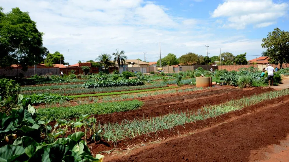 Iniciativa é do Governo Federal e vai reunir setores que atuam com sistemas alimentares urbanos sustentáveis e inclusivos – Foto: Divulgação