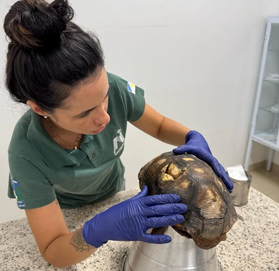 Animal chegou ao Cefau no início da semana e recebe cuidados para reabilitação.