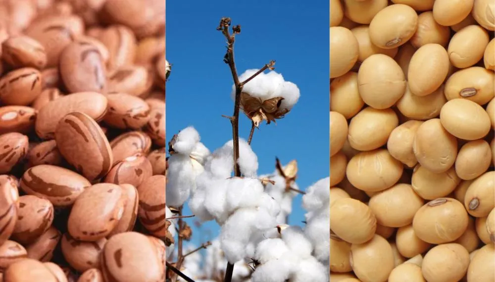 Expedição agrícola tem como foco as culturas de soja, milho, arroz, feijão e algodão.
