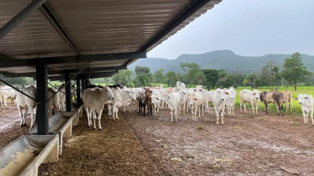 Reses estão avaliadas em quase R$ 100 mil.
