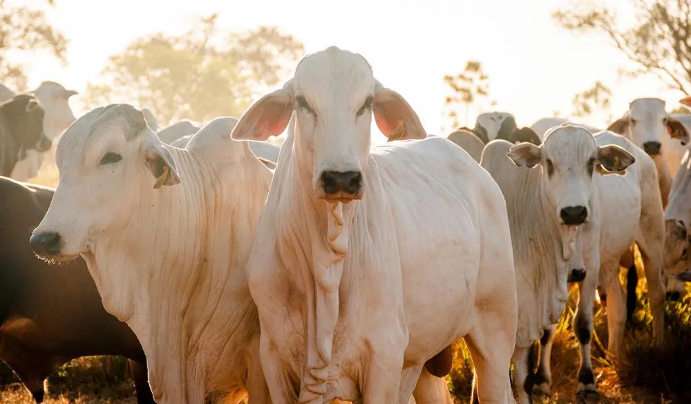 Produtores rurais tocantinenses vacinaram mais de 5,3 milhões de bovídeos contra a raiva em 2024.