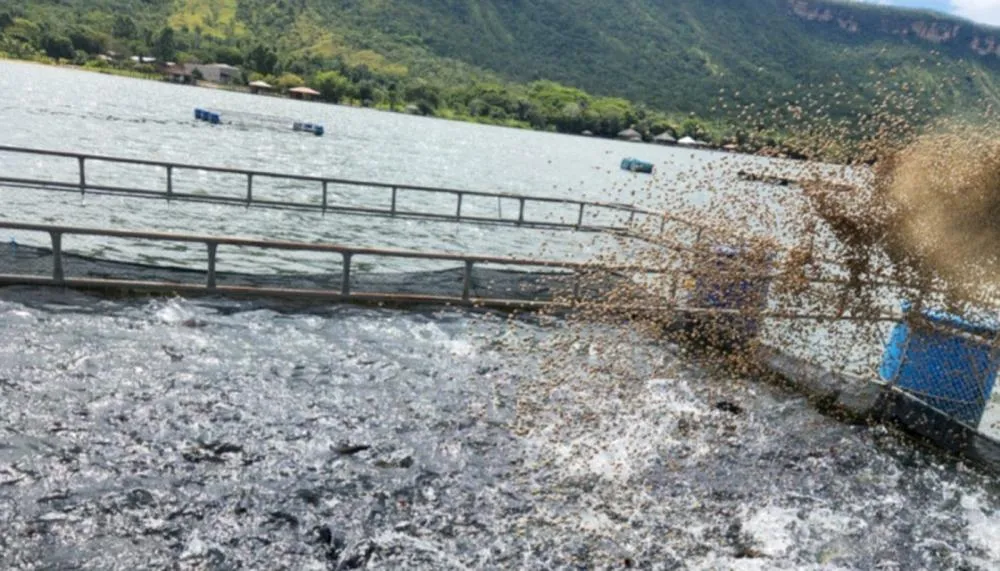 Crescimento é reflexo das ações estratégicas desenvolvidas pelo Governo do Tocantins, por meio da Secretaria de Estado da Pesca e Aquicultura (Sepea).