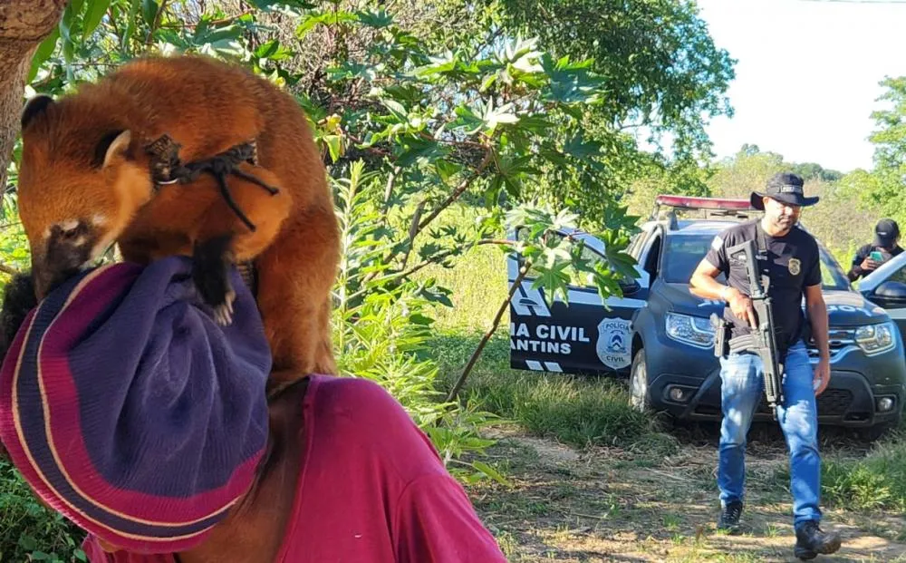 Polícia Civil e Naturatins retiram quati de cativeiro em Aurora do Tocantins.