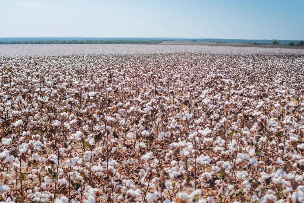 Cadastro é obrigatório e quem deixar de fazer pode ser autuado.