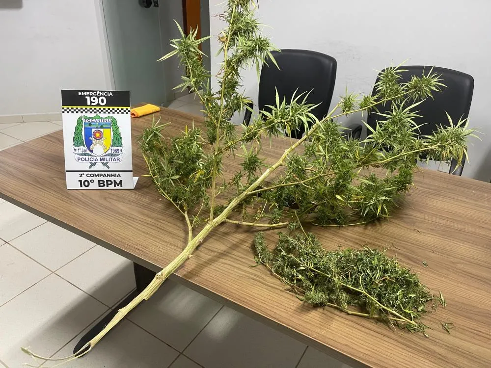 Pé de maconha apreendido na residência do autor.