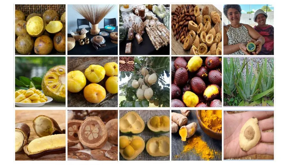Cadeias de valores da sociobiodiversidade envolvem diversos produtos naturais do cerrado tocantinense.