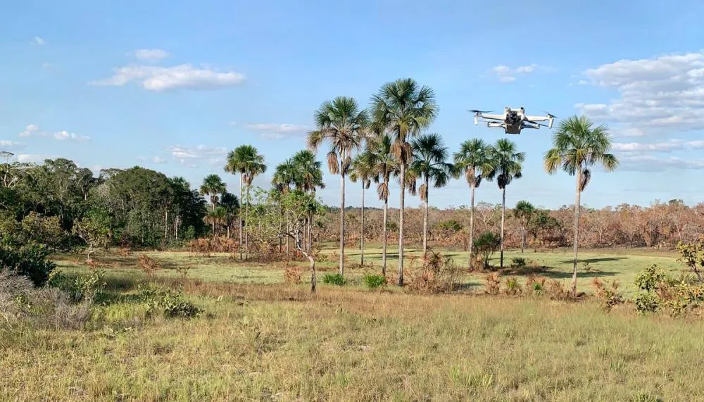 Drone sobrevoa vereda com capim-dourado no território Krahô.