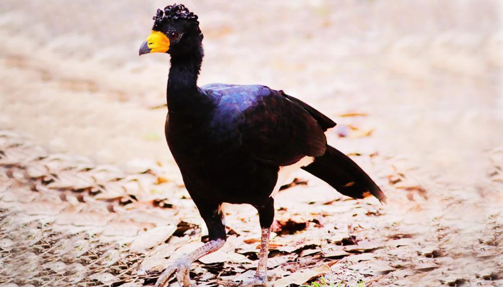 Exemplares do Mutum-pinima (Crax fasciolata pinima), uma das espécies de ave mais ameaçada de extinção do Brasil, foram localizados durante a expedição empreendida no âmbito do PAT Meio-Norte