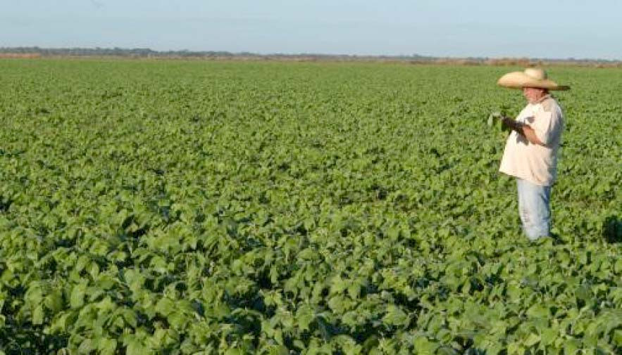 Soja continua sendo o carro-chefe do plantio de grãos no Tocantins