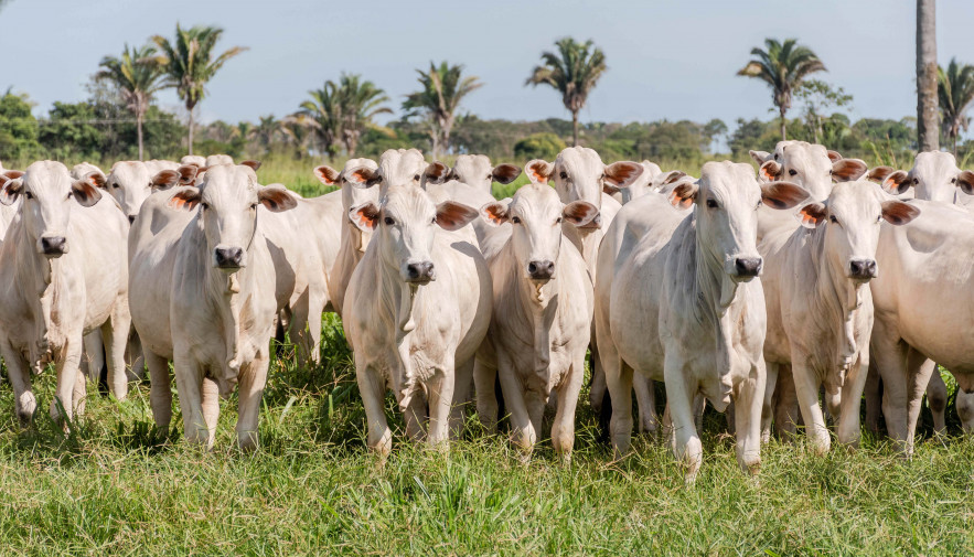 Mais de 62 mil produtores rurais deverão obrigatoriamente realizar a declaração de animais junto à Adapec 