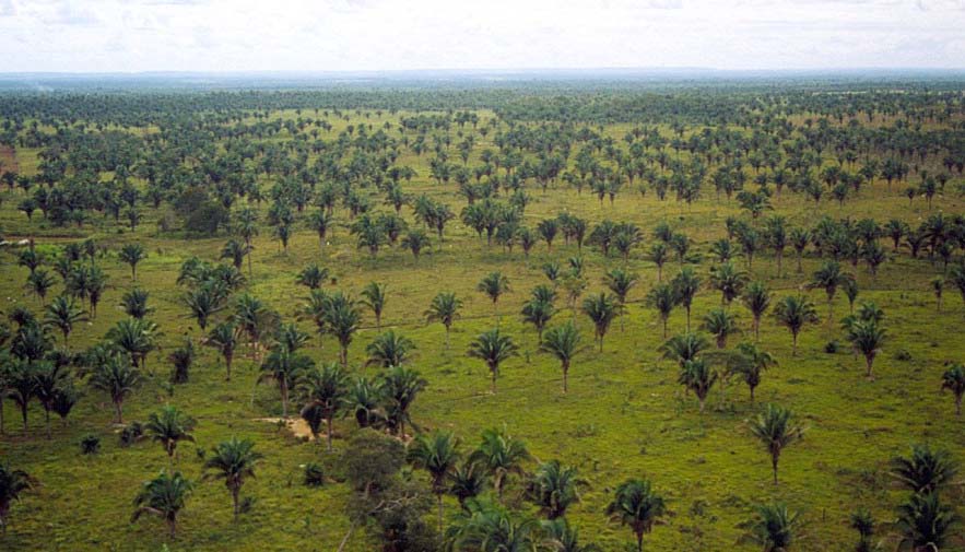 Babaçu é um dos potenciais agroextrativistas no Tocantins