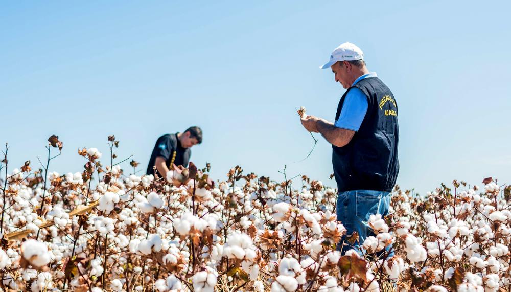Agência de Defesa Agropecuária (Adapec) monitora cultura e algodão