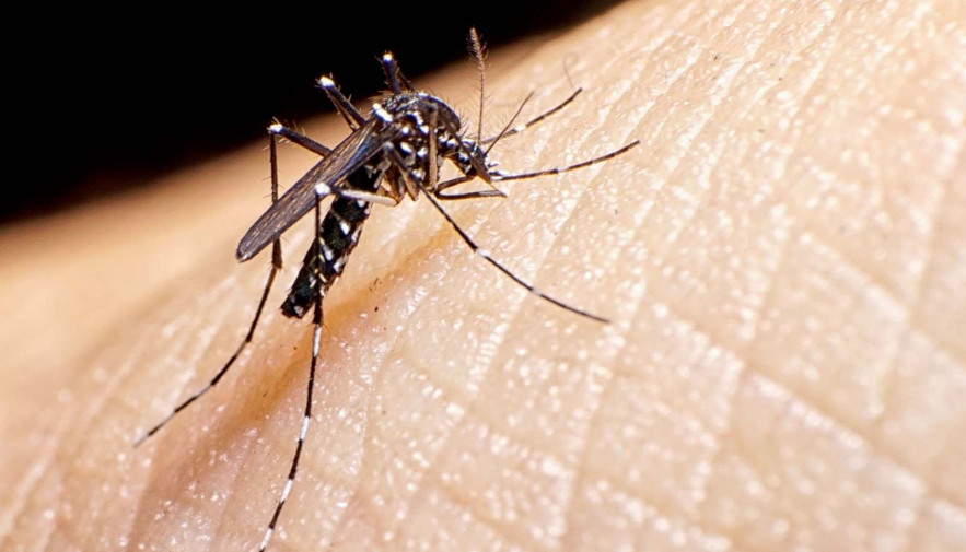 No Tocantins, a data marca a semana de atividades para controle das doenças transmitidas pelo vetor Aedes