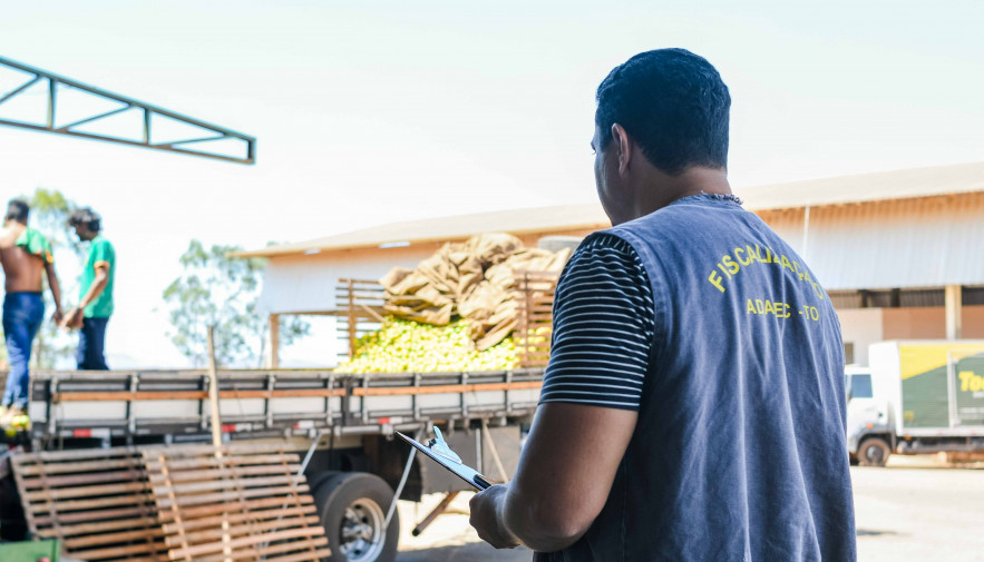 Na fruticultura, a Adapec realizou o segundo monitoramento de pragas quarentenárias